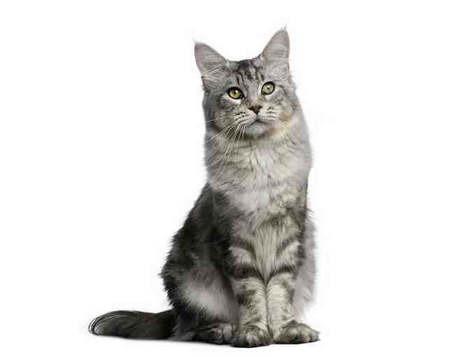 Gibsons Veterinary Hospital donation - Pet Exam & Dental Cleaning Value $480