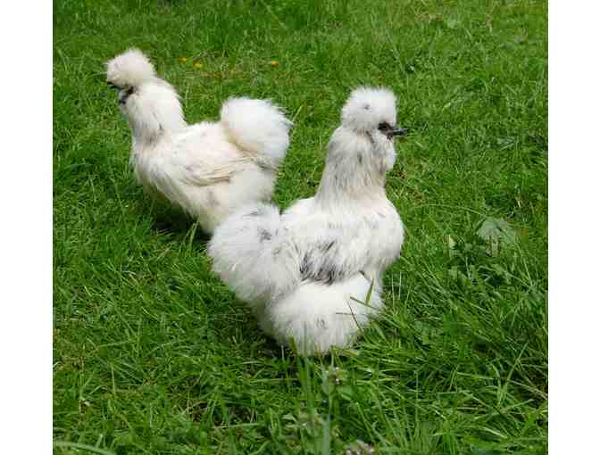 Under the Feather Farm Gift Certificate for 10 Heritage Chicks