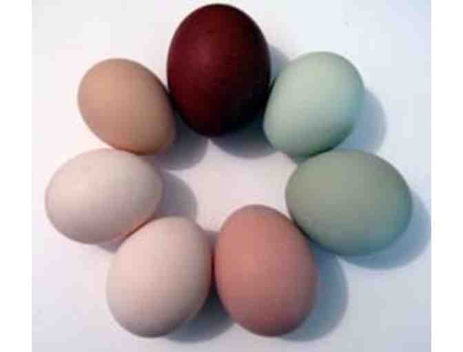 Under the Feather Farm Gift Certificate for 10 Heritage Chicks