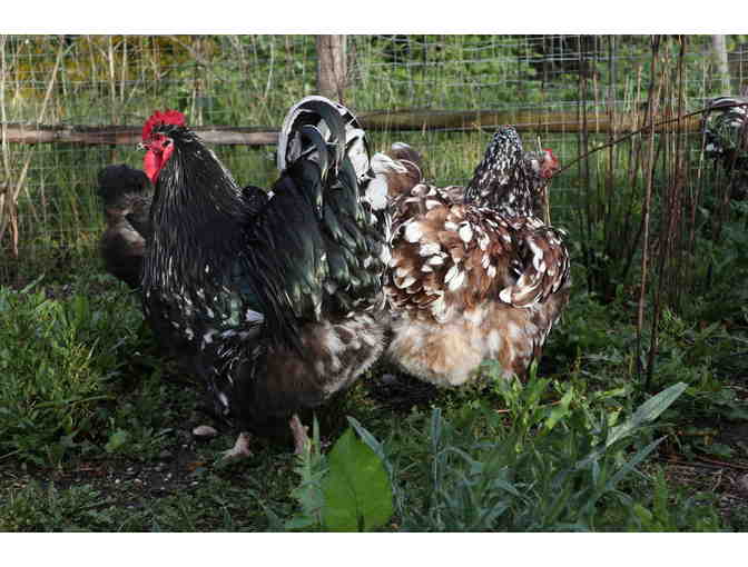 Under the Feather Farm Gift Certificate for 10 Heritage Chicks