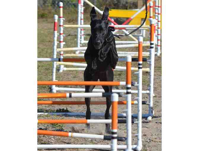 6 Dog Obedience/Agility Group Classes