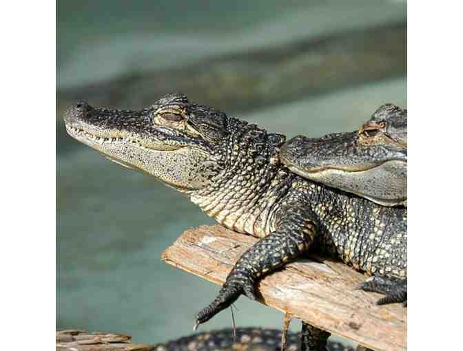 Certificate for two (2) Gatorland Adult Annual Passes