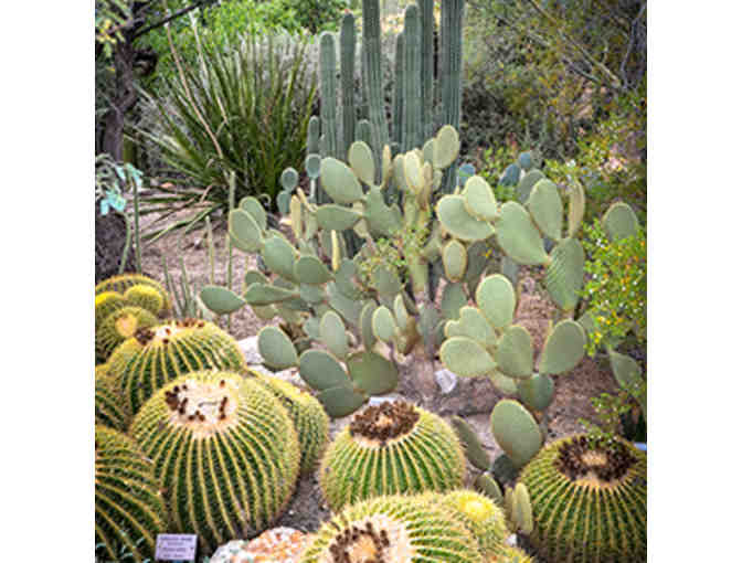 4 General Admission Guest Passes to Tucson Botanical Gardens - Set #1
