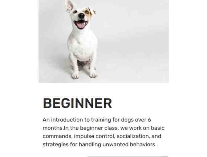 6-week Dog Training Class plus Gift Basket