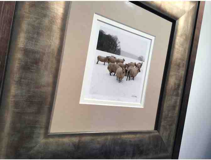 Framed photograph of Wenallt sheep - Photo 2