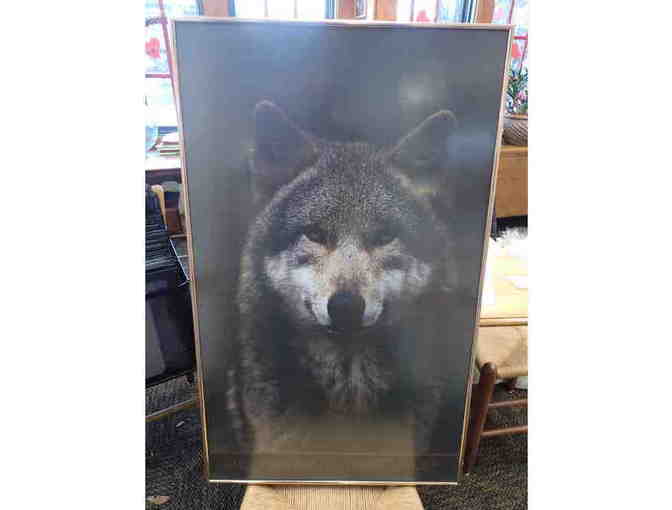 Famed Gary Crandall Print: Timber Wolf - Photo 1