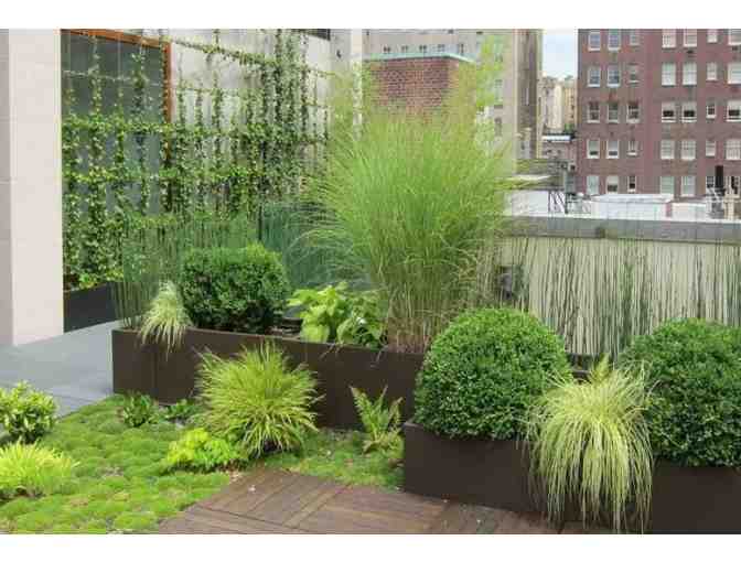 Blondie's Treehouse City Garden/Backyard Consultation