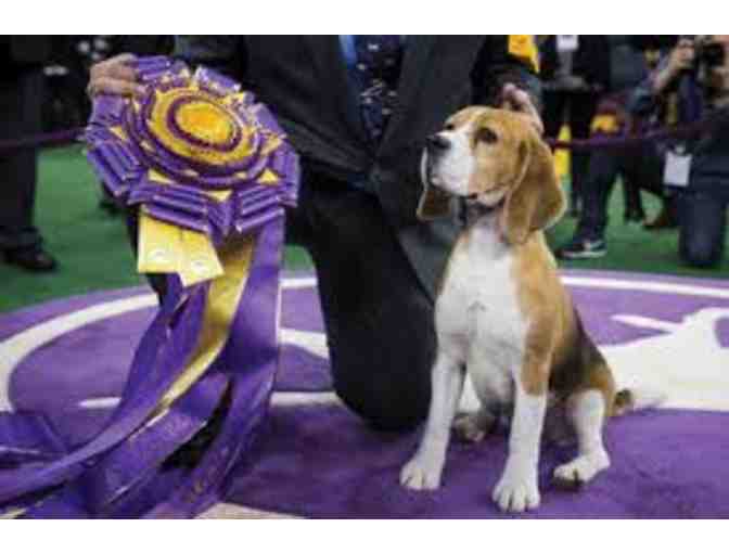 4 Tickets to the WESTMINSTER DOG SHOW