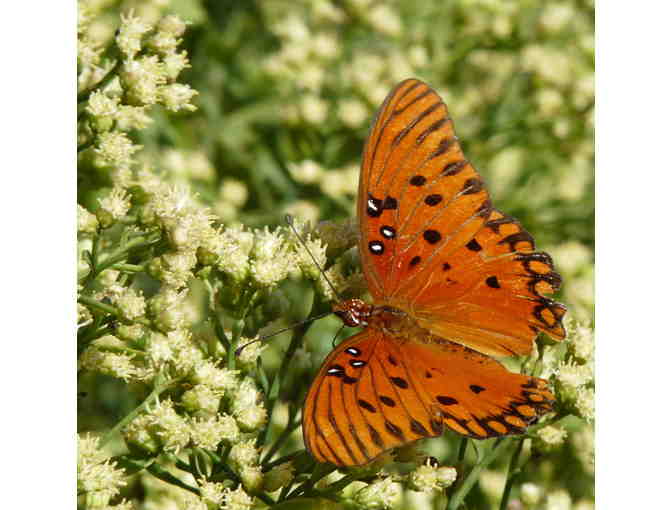 Butterfly World - 2 Admission Tickets