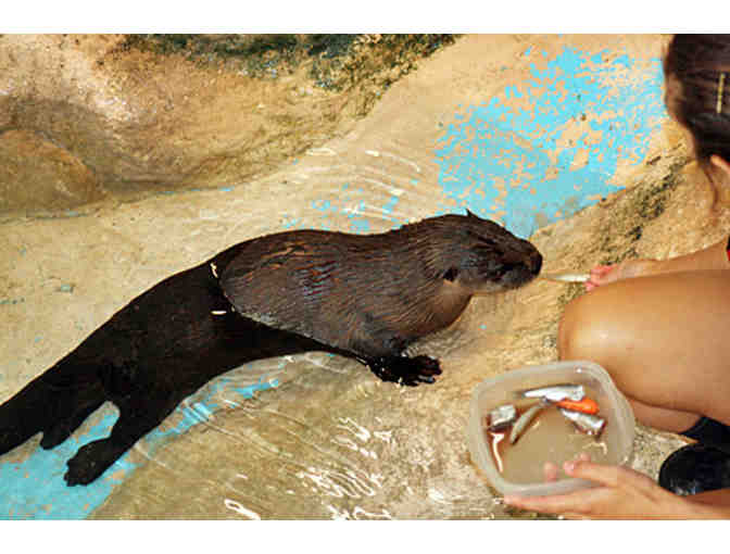 Clearwater Marine Aquarium-Meet Winter Star of a Dolphin Tale -Four (4) Admission Tickets