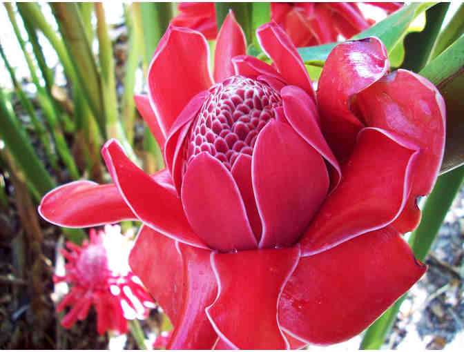 Fairchild Tropical Botanic Garden - A Family Membership