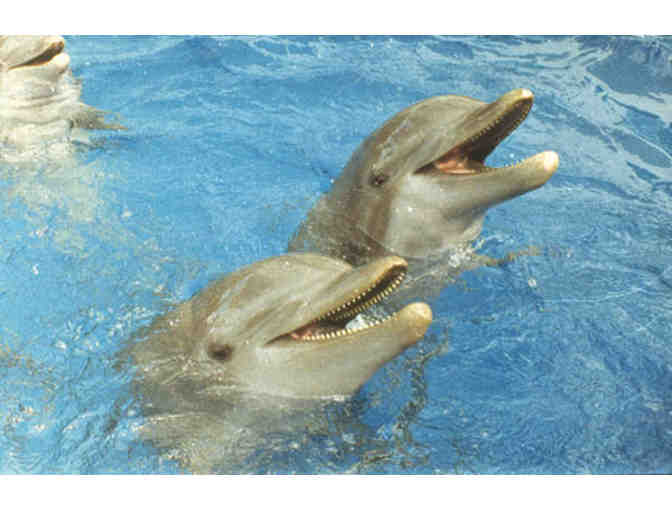 Miami Seaquarium - Four (4) Admission Tickets