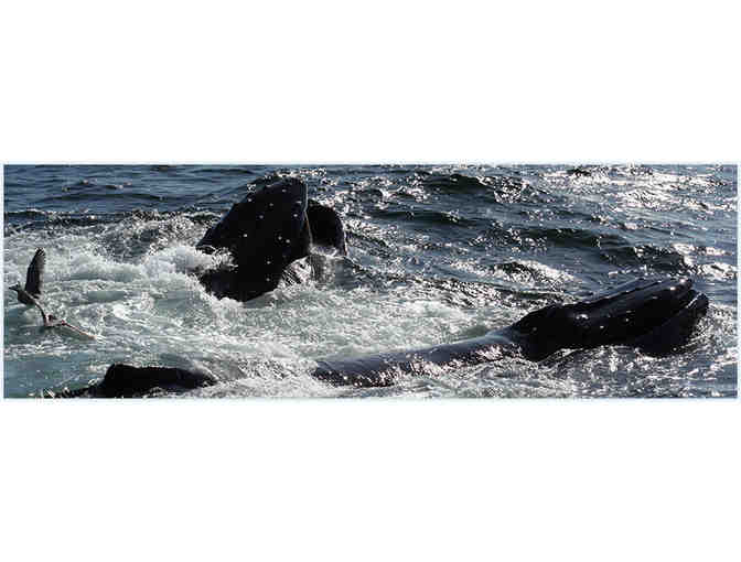 Massachusetts Bay Lines - A Sunset Cruise for Four (4) for the 2015 Season