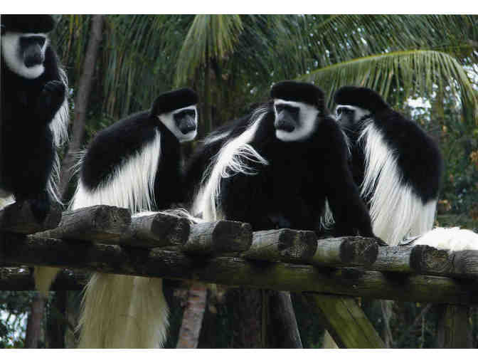 Naples Zoo at Caribbean Gardens - A Family Four Pack