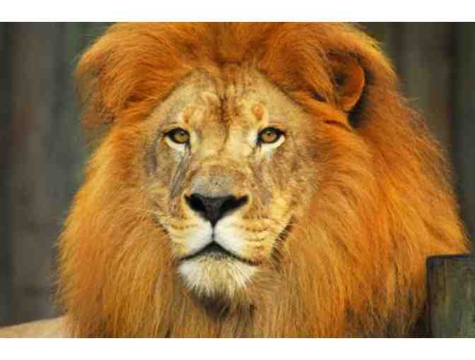 Naples Zoo at Caribbean Gardens - A Family Four Pack