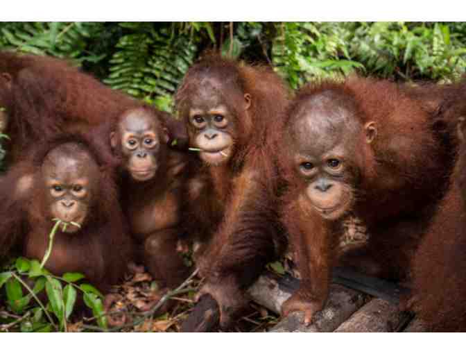 10-day Borneo Adventure for two, including tours, accommodation and return flights.