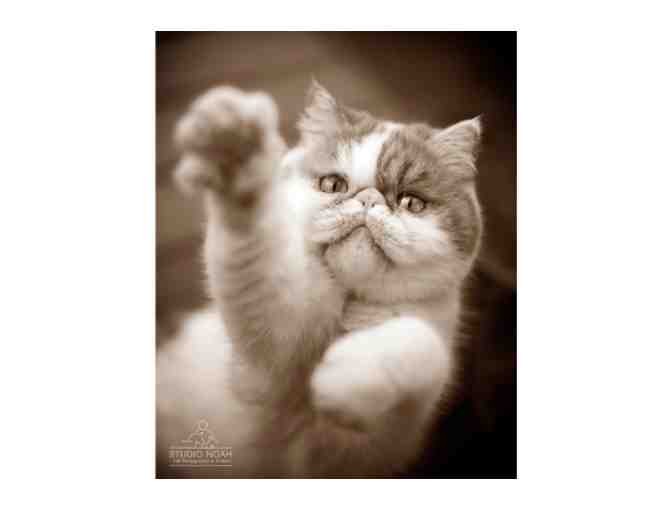 Pet Photography Session