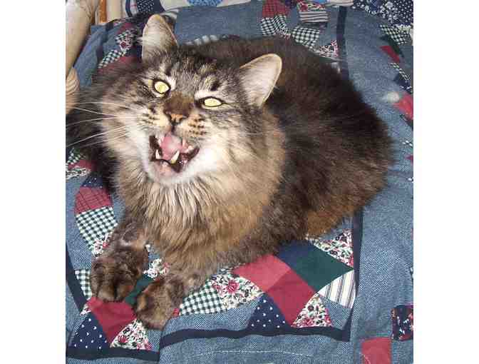 Blackie needs a sponsor