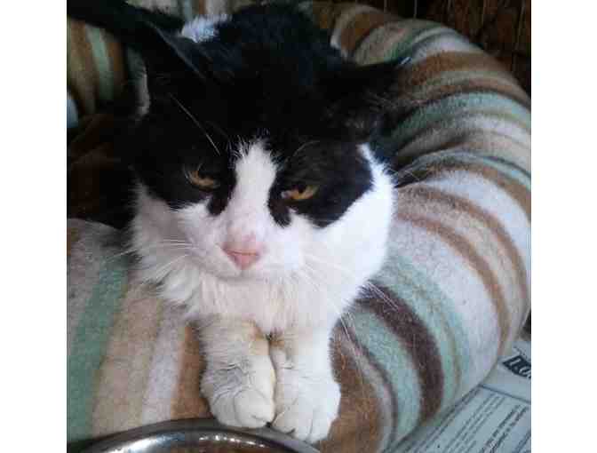 Sponsor a special feline for up to six months with winning bid on this magnet