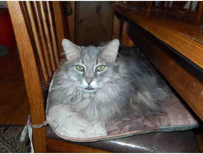 Miss Eva requests a sponsor purrease