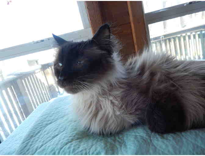 Sponsor Kitty Mark for up to 3 months