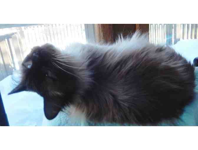 Sponsor Kitty Mark for up to 3 months