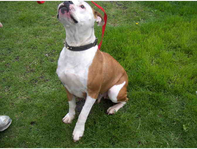 Sponsor Lucy, CANINE resident at Rustic Hollow