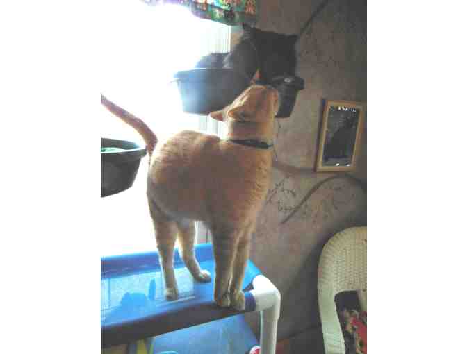 Sponsor Maynard for up to 2 months