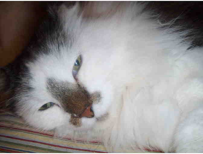 Sponsor Burnie d. Katt for up to 3 months with your winning bid