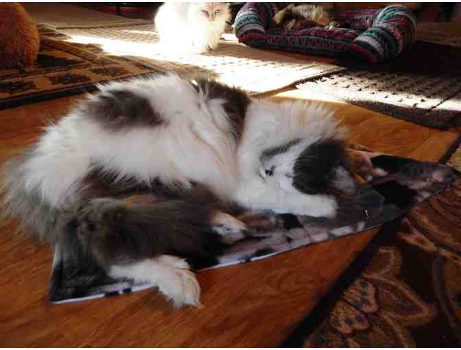 Your winning bid will sponsor Miss Alexandra up to three months