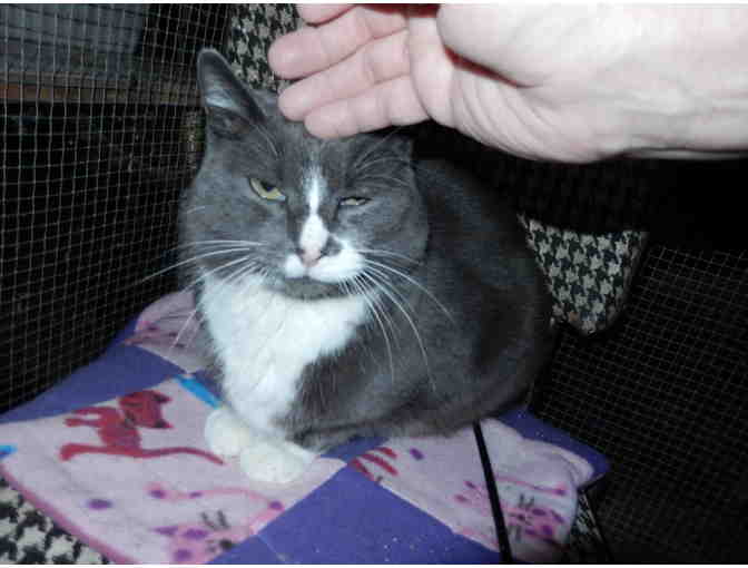 Sponsor Miss Wiley, who is over 15 years old for up to one month