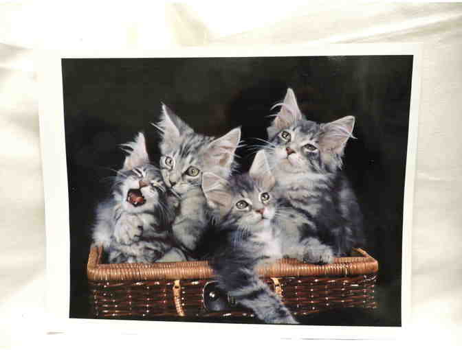 Original unframed photography by the late Dorothy Holby, Cat Photographer