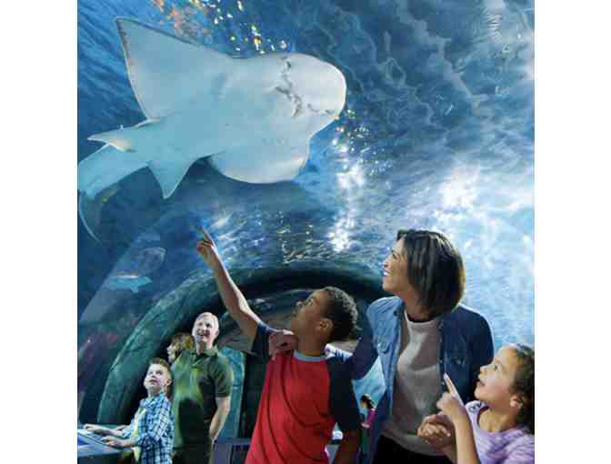 Newport Aquarium Tickets and Gift Basket
