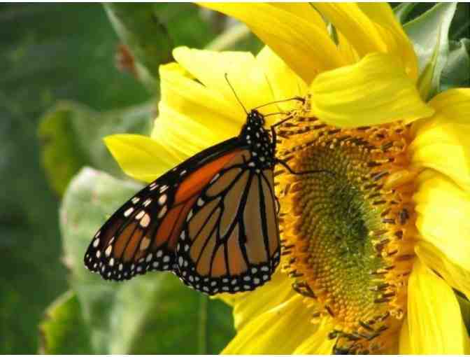 Vermont Wildflower Farm - $50 Gift Certificate