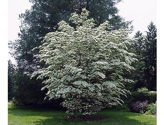 A Beautiful Dogwood Tree Expertly Installed