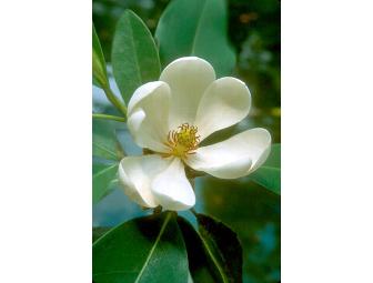 Sweetbay Magnolia Tree Expertly Planted in Your Yard