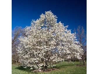 Sweetbay Magnolia Tree Expertly Planted in Your Yard