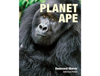 Chimpanzee Mugs, Teapot & Planet Ape by Desmond Morris