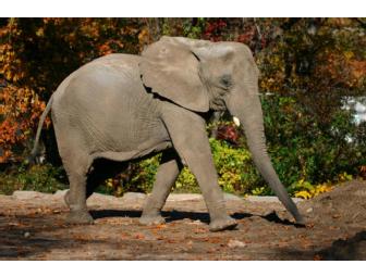 Meet the Elephants at Roger Williams Park Zoo