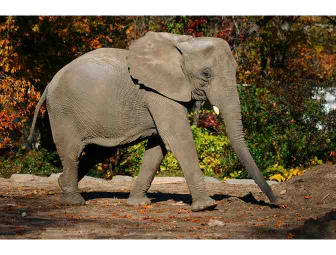 Meet the Elephants at Roger Williams Park Zoo