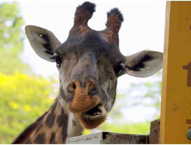 Giraffe VIP Close Encounter at Roger Williams Park Zoo