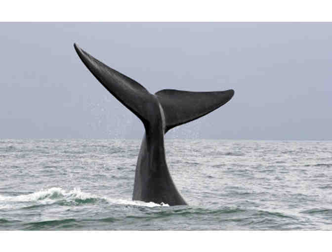 Boston Harbor Cruise Whale Watch for Two