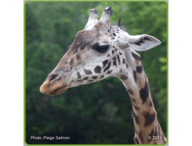 Giraffe VIP Close Encounter at Roger Williams Park Zoo