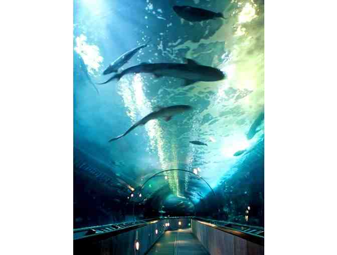 Aquarium of the Bay - San Francisco 2 Admission Passes