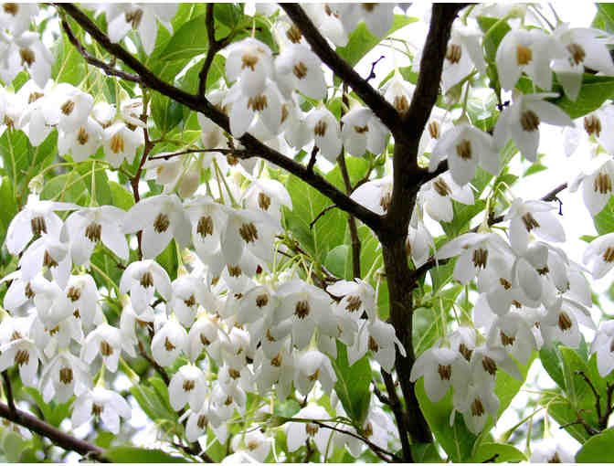 A Japanese Snowbell Tree Expertly Planted by Bartlett Tree Experts