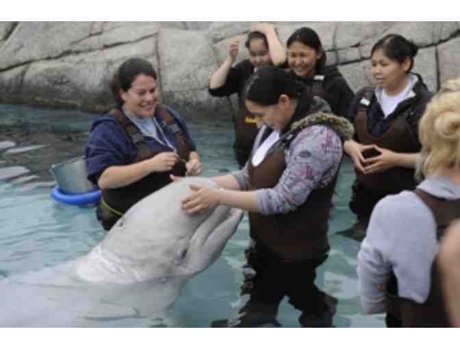 Mystic Aquarium - Beluga Encounter