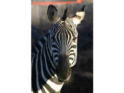 Behind the Scenes VIP Zebra Encounter at Roger Williams Park Zoo