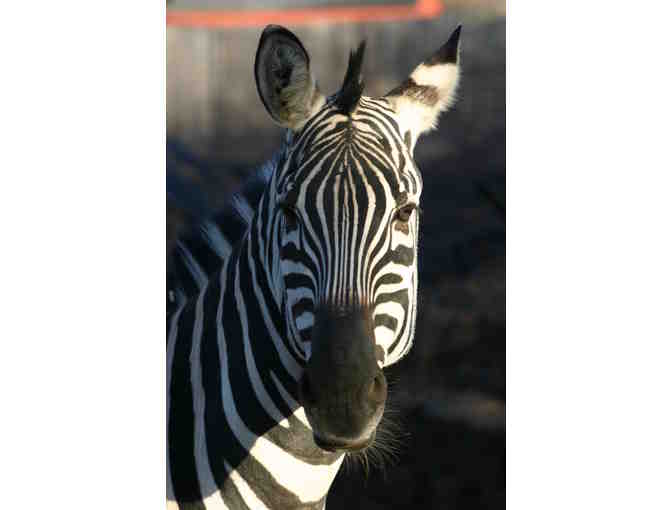 Behind the Scenes VIP Zebra Encounter at Roger Williams Park Zoo