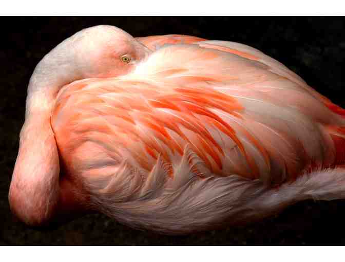 Name a Pair of Chilean Flamingos