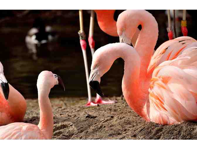 Name a Pair of Chilean Flamingos
